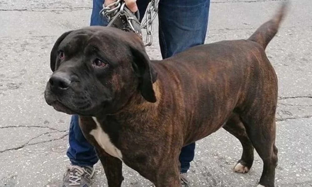 Συνελήφθη γιατρός που κακοποιούσε σκύλο στους Αμπελόκηπους